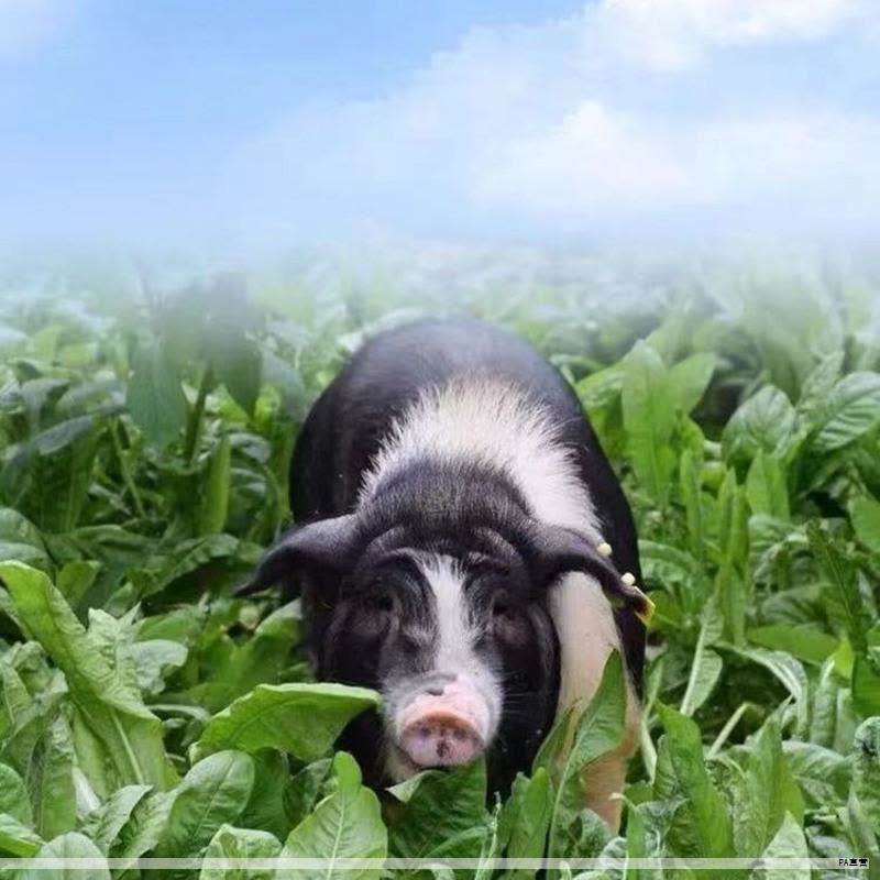 挑选排骨的正确要点：前排、中排、后排的差异与适用做法